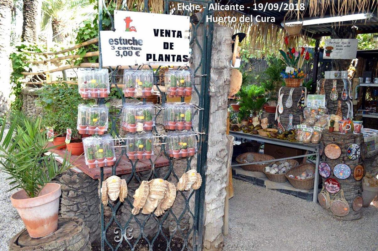 19 ELCHE HUERTO DEL CURA (20).JPG